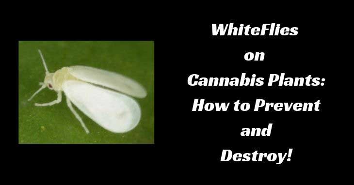 whiteflies-cannabis