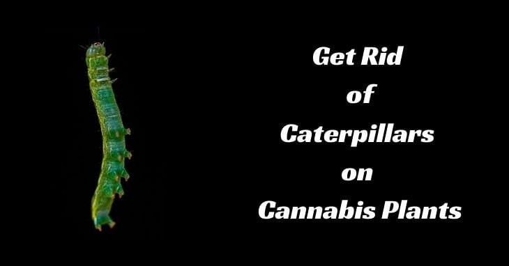 Get Rid of Caterpillars on Cannabis Plants