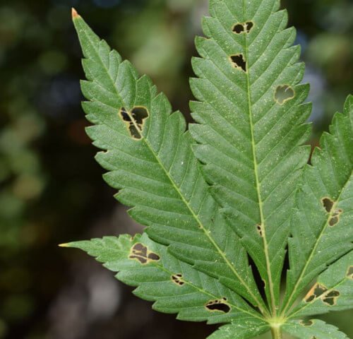 Get Rid of Caterpillars on Cannabis Plants