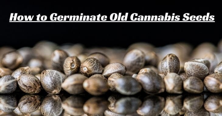 How to germinate old cannabis seeds